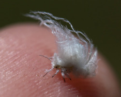  This tiny fluff ball is a woolly aphid.  Apparently they’re