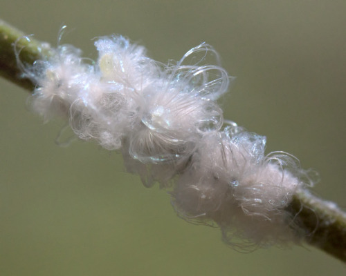 textless:This is a group of woolly aphids on a stick, which is the way I first saw them.  They just 