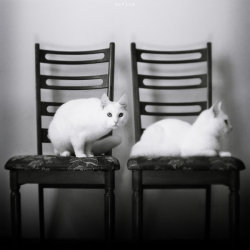 black-and-white:  copycat | by MarinaFoto 