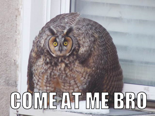 daily owls