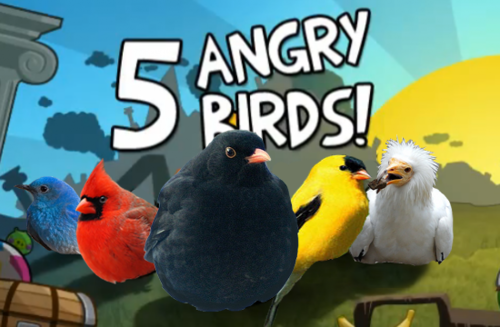 dailythoughtofanordinarygirl: The Real Angry Birds :”D