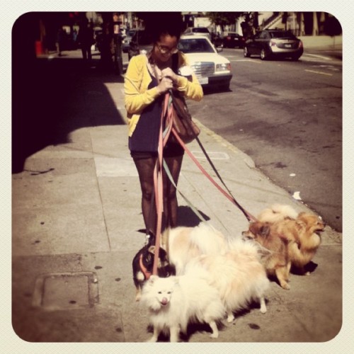 Pomeranian party!  (Taken with instagram)