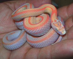  Que linda, mas continua sendo uma cobra…Tem muitas pessoas por aí que são as mesmas coisas. Lindas por fora, porém são cobras por dentro.  