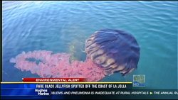  Rare black jellyfish spotted off the coast