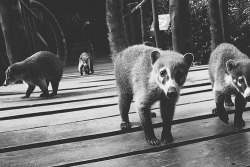 black-and-white:  (by stweedy)    Coatimundi are always cool.