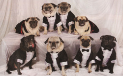 wolfchoir:  Mafia Pugs  wut.