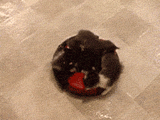 olivemeister:  chronic-hipster:  mctitties:  thefrogman:  Out of the way, bucko.   A ROOMBA FULL OF KITTENS  omfg  always reblog 