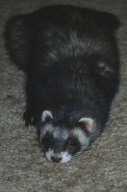 i love animals going all flat ferrets are