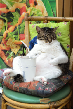 pudgykitties:  Now THAT is how to spend the weekend! 