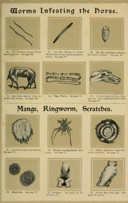 Some horse parasites. From Dr. Hardy’s Home Treatment of Horses. Was a pamphlet for a patent medicine, but actually had some pretty good illustrations of symptoms and presentation of sick horses.