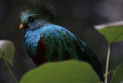 Allcreatures:  A Quetzal (Pharomachrus Mocinno)  At ‘El Nido’ (The Nest) Aviary