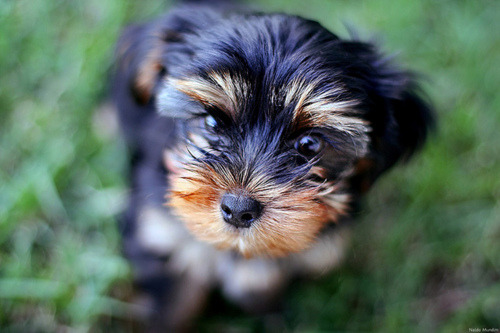 handsome dogs for you in these trying times