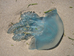 always wanted to spot a jelly fish on the ocean sand!