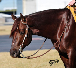 horseshowstyle:  Extremely Hot ChipsAQHA StallionPilot Knob Quarter Horses 