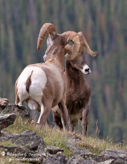 llbwwb:  Rocky Mountain Bighorn Rams square off in dominance fight (by WildImages) 