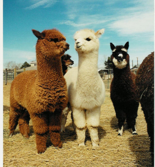 theeyeoftheliger:   fluffy  remember when the word llama was so funny to everyone? 