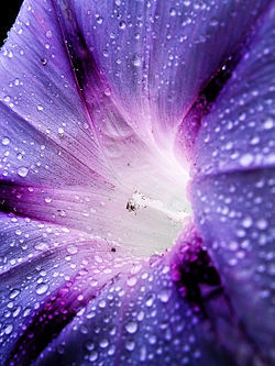 La-Couleur:   ◊◆Want More Purple, Along With Many More Colors!◆◊ 