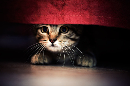 Devour.