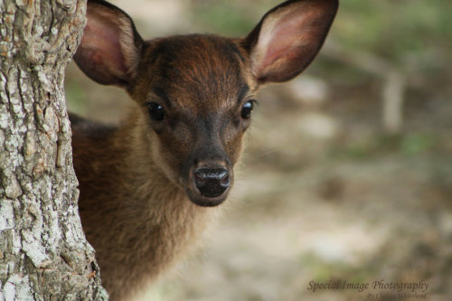 lovewildlife:  Hide and Seek by ~SpecialImage adult photos