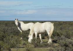 neiture:  Gaucho horses, Patagonia | image by Sallyrango 
