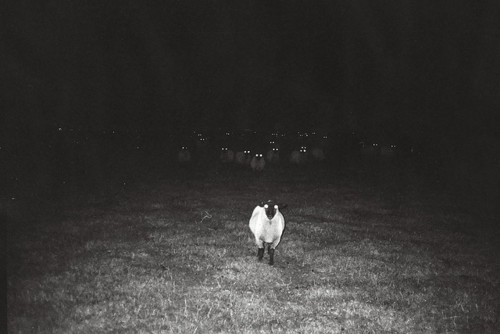 “They mostly come at night…. mostly.”