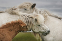 spine:  Love..love..love.. (by Gígja Einars..) 