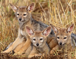 magicalnaturetour:  Black-backed Jackal Pups, Maasai Mara, Kenya by G. Guy :) 