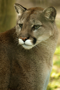 llbwwb:  Cougar-felicia (by conwest_john) 