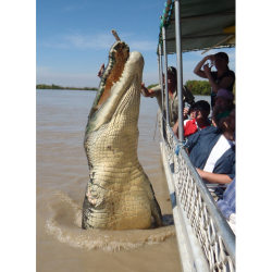 earthinrebound:  mabelmoments:   Photographer Katrina Bridgeford took this amazing photograph of Brutus, a  5.5m saltwater crocodile, giving a boatload of tourists a moment  they’ll never forget on the Adelaide River, just over 100km south of  Darwin,
