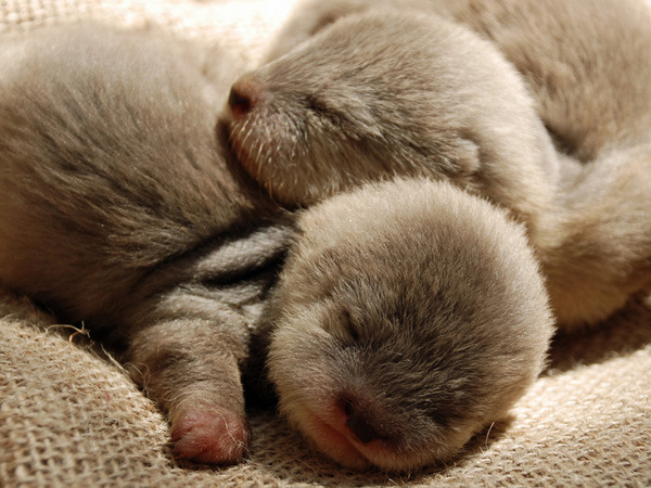 dailyotter:  Via Zooborns; submitted by wknight!  me and me