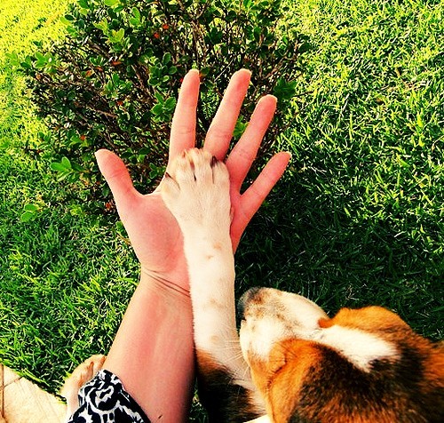5 razões de cães serem melhores que homens.1 · Cães não têm problemas em demonstrar afeto em público.2 · Cães sentem-se culpados após fazer algo de errado.3 · Cães não criticam suas amigas.4 · Cães não ficam gabando-se sobre quais cachorras