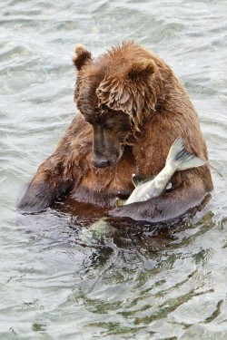 magicalnaturetour:  Quick Cat Nap by Rick Sheremeta ~ Bear napping with fish. :) 