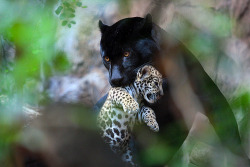 magicalnaturetour:  JAGUAR-NACHWUCHS (by nix6658) :) 