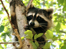 magicalnaturetour:  Bandido (explored) (by Cayogirl) :) 