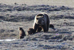 llbwwb:  (via Grizzlie and her cubs, Dalton Highway, Alaska, animal bear cubs tundra uploaded by quest4tvl5a) 