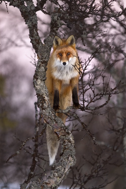 magicalnaturetour:  Fox in a tree by Kjartan Trana :) 