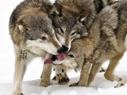 magicalnaturetour:  Timbler Wolves by Jacueline Crivello ~ Affection  :) 