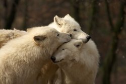 magicalnaturetour:  White Wolves by Tygrik :) 