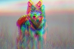 ☰ To look into the eyes of a wolf is to discover the spirit of the wild.