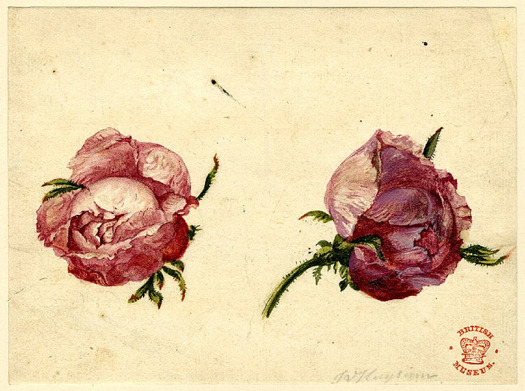 rosettes:  Peonies, by Dutch artist Jan van Huysum 