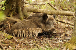 magicalnaturetour:  Wild Boar, Sus scrofa by Valdas Augustinas :) 