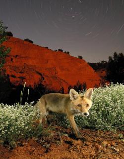 magicalnaturetour:  The Night of the Fox by Caja Mediterraneo :) 