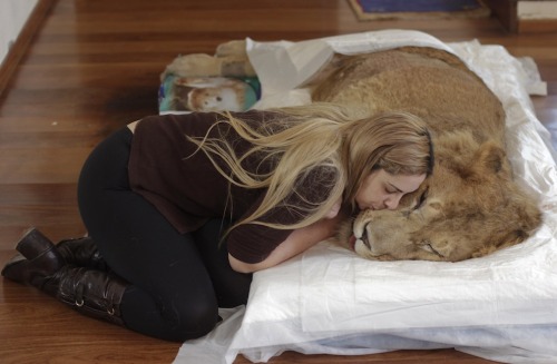 Veterinarian Livia Pereira kisses paralyzed lion Ariel who she is caring for in her home in Sao Paul