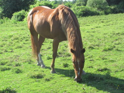 laughtersmilesandhorses:  before the haircut.. 