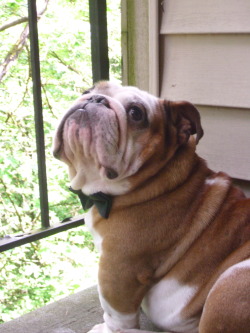 English Bulldog Love