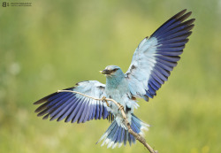 magicalnaturetour:  Air Brakes by Bogdan Boev :) 