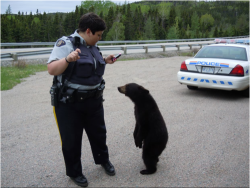 denyross:  This bear cub was euthanized for