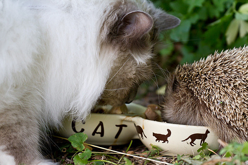 It’s always nice to eat out with a friend.
Photo by Marko Laine