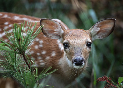 magicalnaturetour:  Bambina (by bigbuzzhunt) :) 