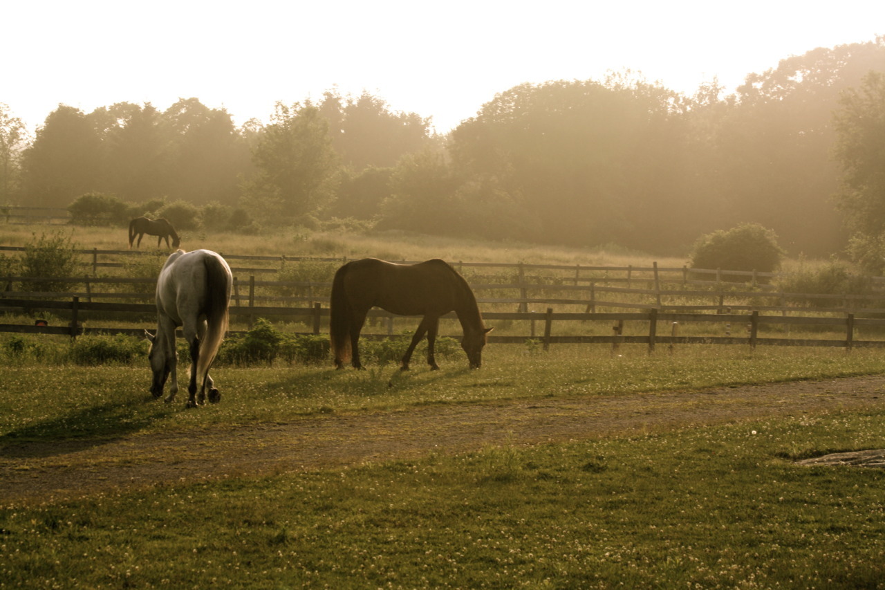 I took this photo while the other day while exploring the grounds of the old Harkness estate. The property was originally owned by an oil tycoon in the early 1900s, though now it is public property, as well as a home to an equestrian center and a...